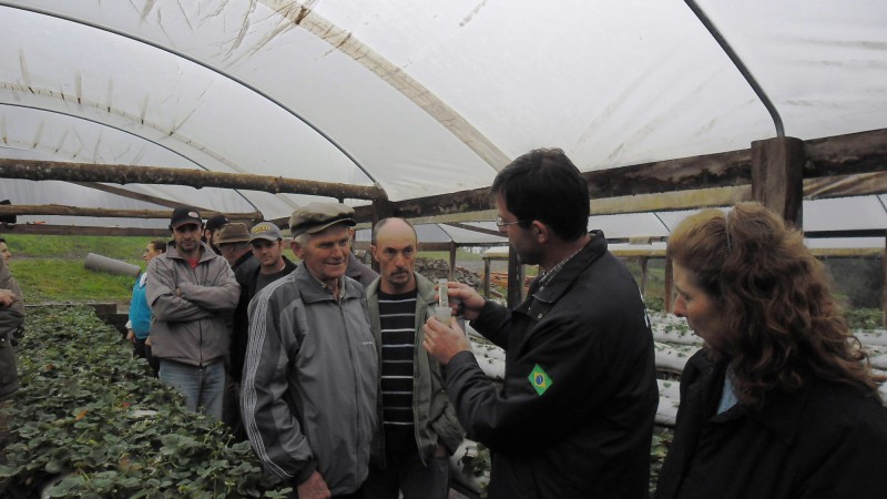 Cultivo de morangos