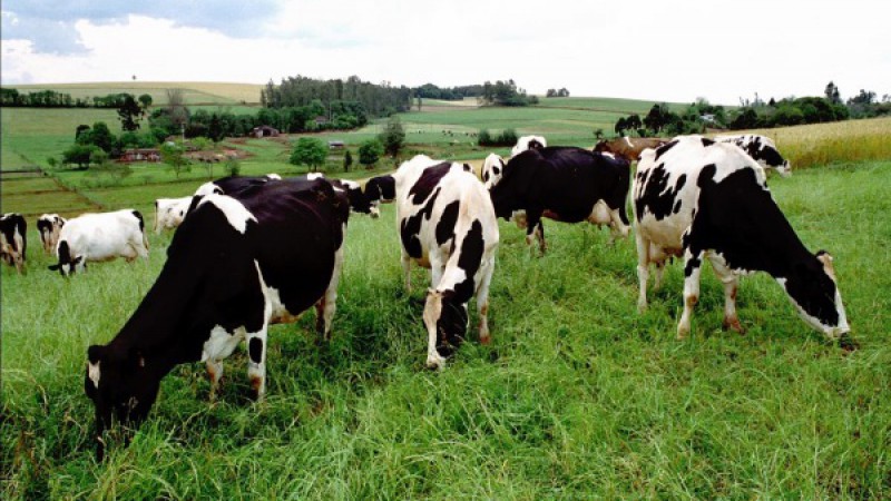 Pastagens favorecem pastoreios e colheita de grãos evolui no RS