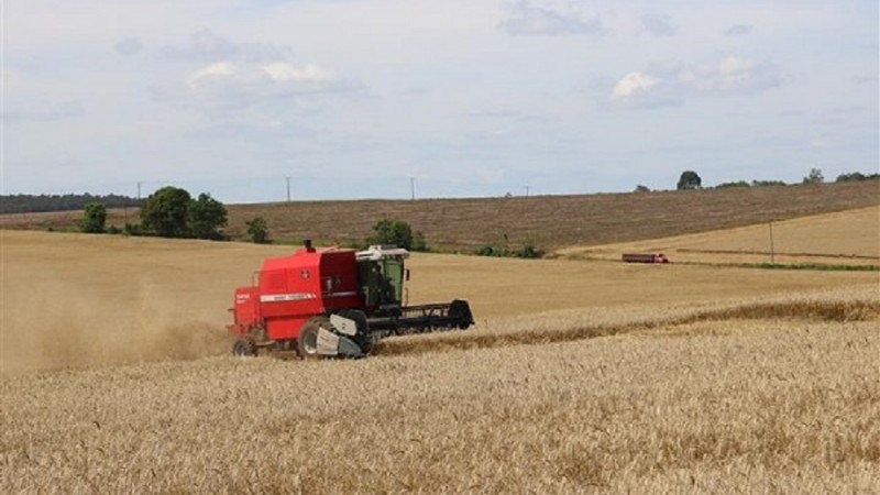 trigo colheita em 2210   Schafer (1)