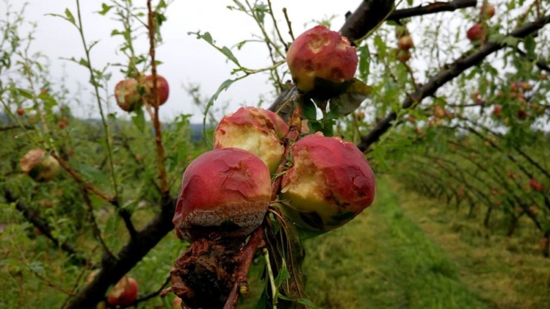 Sete das principais espécies frutíferas e olerícolas, como o pessegueiro, foram atingidas