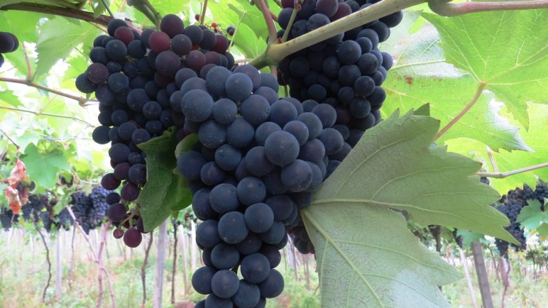 fruticultura                               