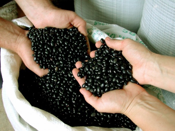 Feijao sementes