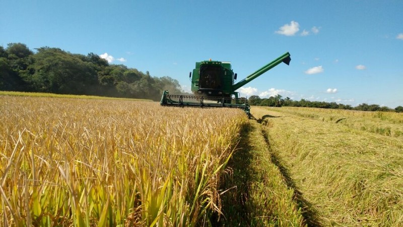 Colheita arroz safra 2019