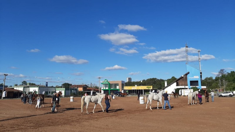 cavalos expointer
