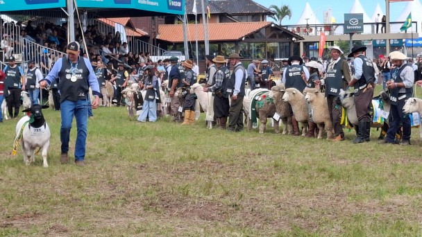 Foto mostra um produtor que est&aacute; conduzindo um exemplar de ovino e outros animais est&atilde;o perfilados com os produtores. 